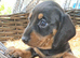 KC REG. PRA CLEAR PUPPIES