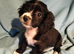 Maltipoo cross chihuahua