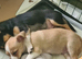 Last boy Chihuahua left