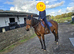 Amber Irish Sport Horse
