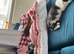 3 kittens
