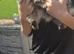 Tabby and black kittens