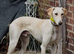 Lurcher