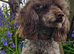 Toy Poodle