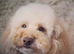 F1bb cavapoo puppy ready now