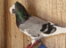 Turksh