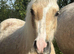 Palomino filly