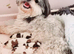 KC Reg Pedigree Lhasa Apso