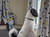 Rehome my Cockapoo/ Labrador