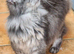 Stunning Mainecoon Active Female