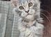 5 month old mainecoon female