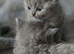 BSH kittens forever loving family