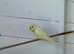 Budgies for sale