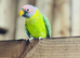 Plum headed parrot