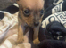 7 beautiful puppies