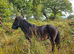 Registered  licence  shetland  stallion