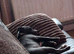 Staffy pup for sale
