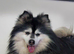 Champs F2 pomsky stud Dog
