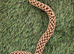 Het Ghost Hognose