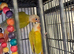 Sun Cheeks Conures