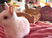 2x gorgeous Young Pure Bred Netherland Dwarf Bucks