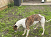 Whippet dog