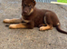 Isabella German shepherd