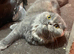 Beautiful 1y old female blue tortoise shell scottish fold needs new home