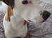 Jack russel cross
