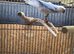 Proven Violet Cleartail Ringneck male