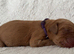 ️7 foxred Labrador puppies️