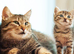 Gorgeous female tabby kitten