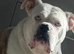 For sale bulldog