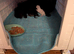 Maine coon kittens for rehoming mid june