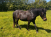 Two Dartmoor Hill Fillies for Sale