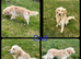 KC registered golden retreiver boy