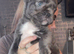 French bulldog puppies