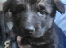 German Shepherd Long Haired Puppies