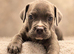 8 ABKC REGISTERED POCKET BULLYS