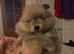 Pomeranian Puppys £1500