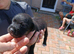 Patterdales