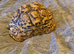 Male and female leopard tortoises