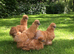 Silkie pullets