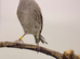 2025 lizard canary hen
