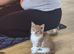 Make kitten