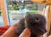 7 blue/grey British Shorthair kittens for sale