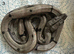 Boa Constrictor Amarali (short tailed Boas)