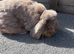Mini lop looking for his new home