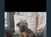 Border terrier pups