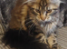 Full pedigree maine coon kitten